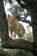 Red tabby kitten in a tree - France