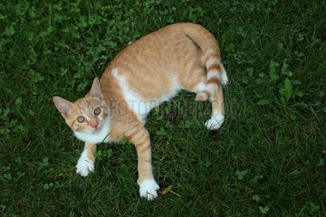 Red tabby kitten lying in the grass - France