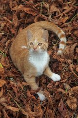 Red tabby kitten lying in dead leaves - France