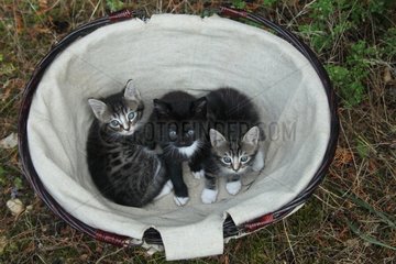 Tabby kitten lying in a basket - France