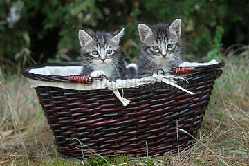 Tabby kitten in a basket - France
