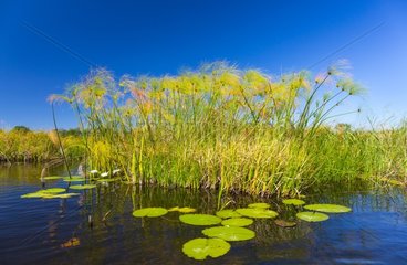Water Lilies and Papyrus - Okavango Delta Botswana
