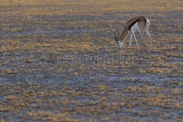 Springbok grazing - Kalahari Botswana