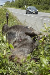 Elan hit by a vehicle on the highways Parks - Alaska
