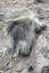 American porcupine on rock - Denali NP Alaska