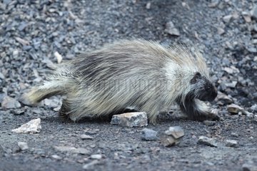 American porcupine on pebbles - Denali NP Alaska