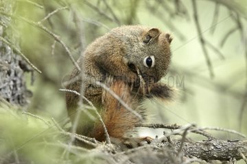 American Red squirrel grooming - Alaska Denali NP