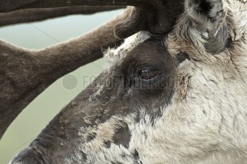 Portrait of Reindeer - Alaska Denali NP
