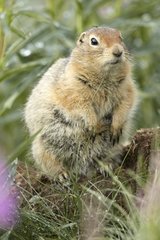 Arctic ground squirrel on a stump - Denali NP Alaska