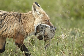Red fox bringing three ground squirrels to burrow - Alaska