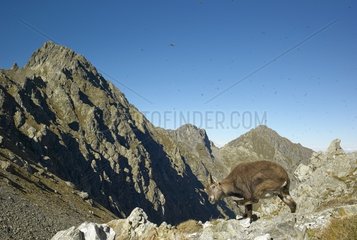 Ibex scratching - Mercantour Alpes France