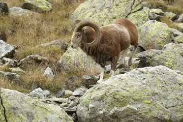 European Mouflon male on rock - Mercantour Alpes France