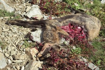 Chamois killed but not eaten by Wolves - Mercantour France