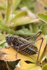 Grasshopper on a leaf - Mercantour Alpes France