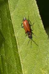 Malachite beetle on a leaf - Denmark