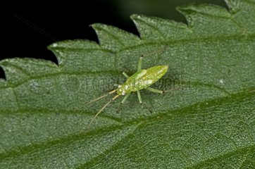 Nymph bug on a leaf - Denmark