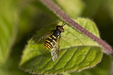 Hoverfly on leaf - Denmark