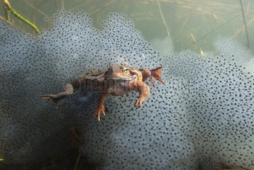 European frog (Rana temporaria) on its eggs  Lake of the Jura  France