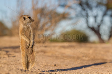 Meerkat sunning in morning - Kalahari South Africa
