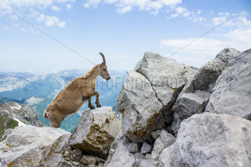 Alpine Ibex (Capra ibex) female in the rocks at the top of Â« la Tournette Â»  with Bornes mountains  Haute-Savoie  Alpes  France