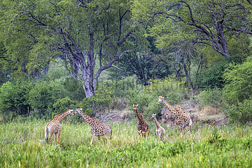 Giraffes (Giraffa camelopardalis) in savanna  Kruger National park  South Africa