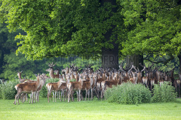 Red Deers (Cervus elaphus). Raby Castle  England