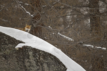 Red fox (Vulpes vulpes) in snow in winter