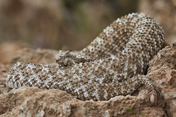Spider-tailed horned viper (Pseudocerastes urarachnoides)  Zagros Mountains  Ilam Province  Iran