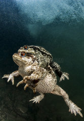 Common toads mating underwater  Lez river  Hérault  France