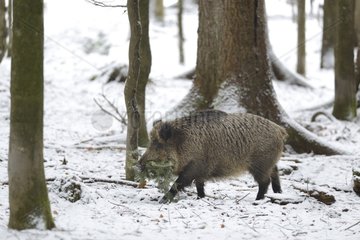 Eurasian Wild Boar (Sus scrofa) sow collecting twigs for making his 'cauldron' for calving  Bayerisher Wald  Germany