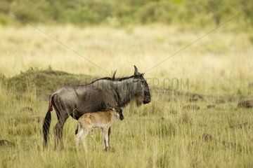 Kenya  Masai-Mara game reserve  wildebeest (Connochaetes taurinus)  Migration  female and newborn