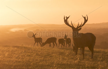 Red deer (Cervus elaphus) feeding on the crest of a hill at sunrise in Autumn  England