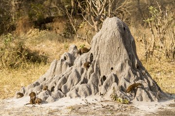 Botswana  Khwai river reserve  Dwarf mongoose (Helogale parvula)  group on termite mound