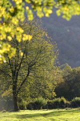 Autumnal atmosphere - Haut Doubs France