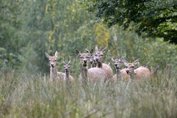 Female red deer during rutting - France