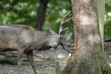 Male red deer during rutting - France