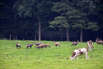 Chamois in a pasture and cows - Haut Doubs Jura France