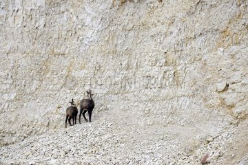 Chamois in a working quarry - Jura France
