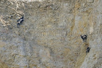 Chamois in a working quarry - Jura France