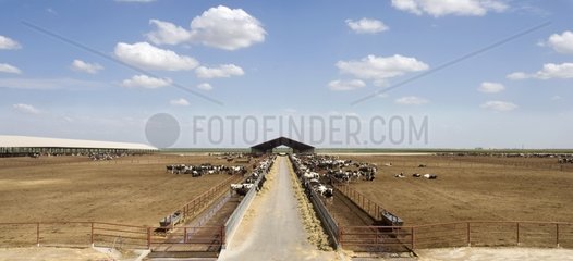 Cattle dairy farming in Riverdale California USA