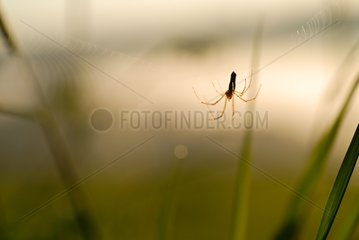 Spider in its cobweb at blacklighting France