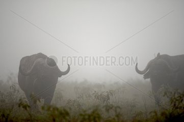 Silhouettes of Cape Buffalo in the fog Nakuru Kenya