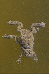 Coupling Yellow-bellied Toads Rhône-Alpes France