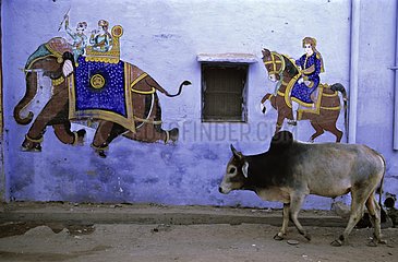 Sacred Cow in the streets of Bundi Rajasthan India