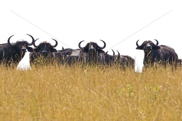 Group of Cape Buffaloes surprised in the savanna Masaï Mara