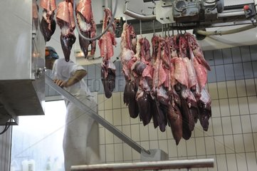 Pigs hearts and lungs on a conveyor Rodez France