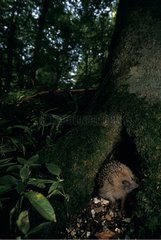Western European Hedgehog at the foot of a tree in a forest
