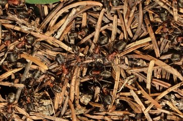 Red wood ants in the anthill - Alps France