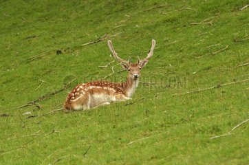 Male Fallow deer lying in the grass - Alpes France