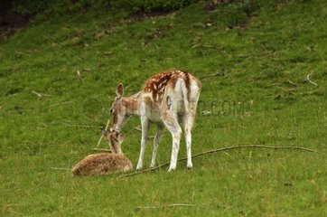 Female Fallow deer and youg in the grass - Alpes France
